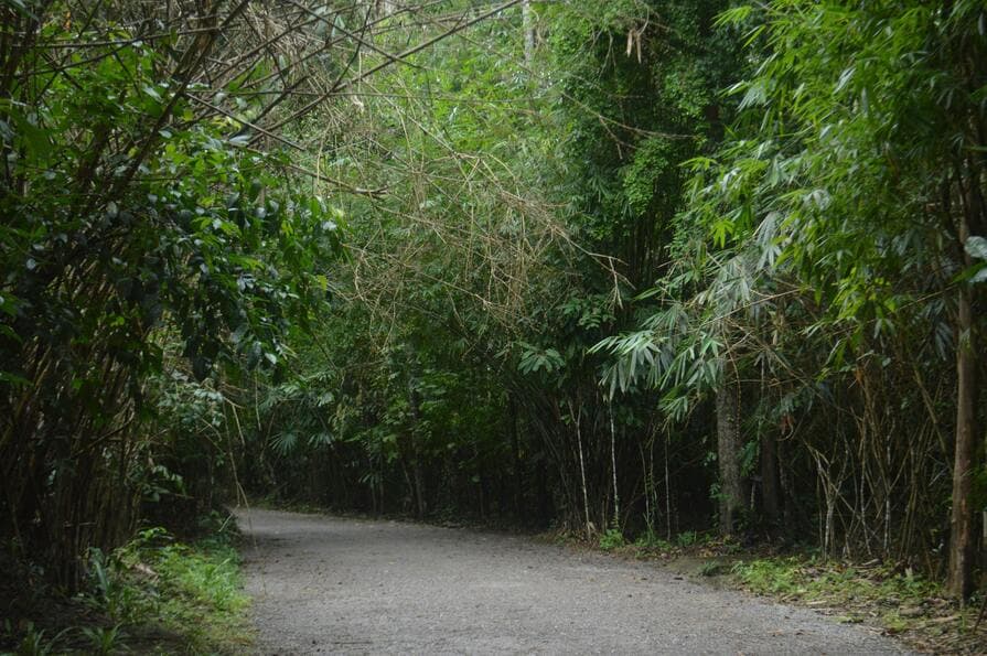 Breiter Kiesweg im Wald